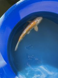 Selling koi from 6” to 16”