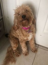 10 Month Old Apricot/White Mini Labradoodle Puppy