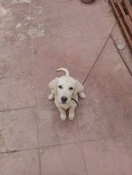 Labradog puppy female for sale