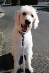 Labradoodle F7 rehoming fee 800
