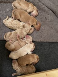 For sale Labradoodle puppies