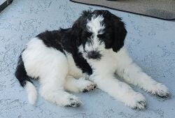 7 beautiful Labradoodle puppies for sale.