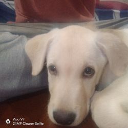 Want to give Labrador