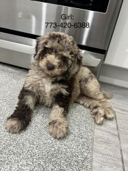 Chicago Chocolate Merle Labradoodle