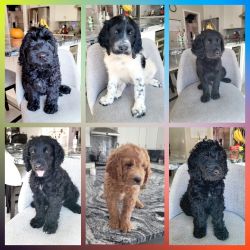 3 Labradoodle puppies available today