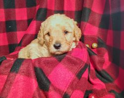 Golden Labradoodle puppies ready by Christmas!