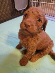 Labradoodle Babies! Head Turning Colors!!!!