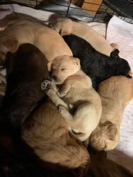 7 Multi-gen Labradoodle puppies