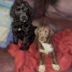 Puppies Rehoming ASAP