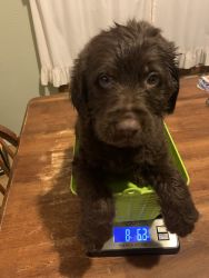 Brown Male Labradoodle Puppy 7 weeks old vet checked& shots