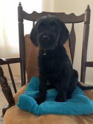 REDUCED *Labradoodle black male 9 weeks old vet certificate and shots