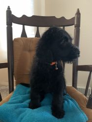SALE$$ Labradoodle puppy black male 9 weeks old vet check and shots