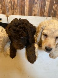 Trained Labradoodle pups available
