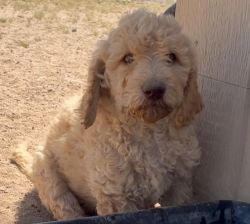 Labradoodle Puppy Lucy