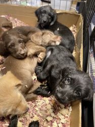 Puppies 4 sale 3 boy 6 girls