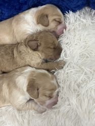 Australian Labradoodles available October 26 2023