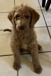 4 Red Multi-Generational Labradoodle Puppies