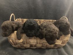 Beautiful Labradoodles ready for Christmas