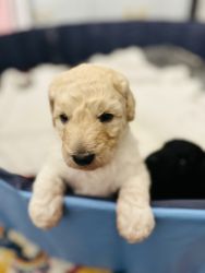 Re home labradoodles puppies