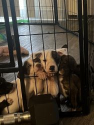 Puppies ready for new home