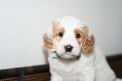 Australian Labradoodle Puppy Available right before Christmas