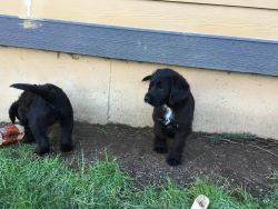 Labradoodle Black Males and Females