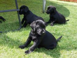 Lovely black lab puppies ready to go