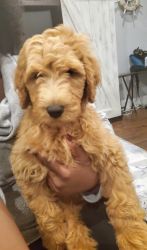 3 Beautiful Male Labradoodles ready for forever homes!