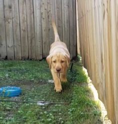 10 week old yellow and creme lab pappy akc