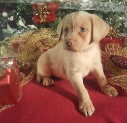 AKC Registered Labrador Retriever Puppies Chocolates Reds and Yellows