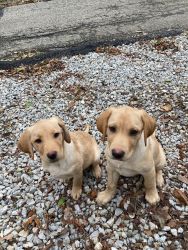 Two adorable puppies (1 male 1 female)