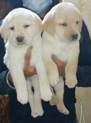Show Quality Labrador Puppies available in Delhi NCR with KCI Papers