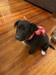 Labrador Retriever Puppies for Sale!