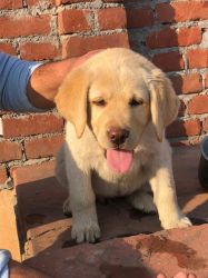 Show Quality Labrador Semi Adult Female puppy for Sale in Delhi NCR