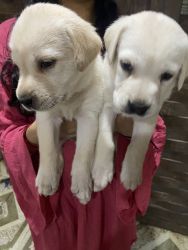 Molly’s Puppies