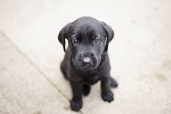 Black Labrador Puppies Ready To GO!