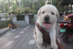Certified Labrador puppies for sale