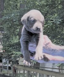 Silver Labrador Retriever Pups for Sale