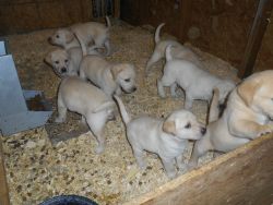 Yellow Labrador Puppies