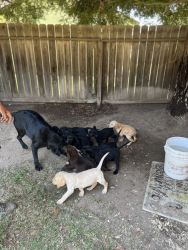 Labrador retriever puppies full breed