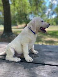 Cream White Labrador Retriever Male Pup