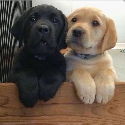 Beautiful Labrador retriever puppies for sale