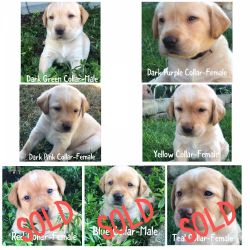 Yellow and black AKC puppies for sale