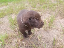 Chocolate Labrador female puppies