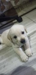 White labradog puppy of one month and 2 days and double bone puppy