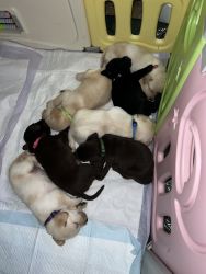AKC Lab Puppies
