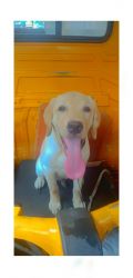 I Want To Sell My 4 Months Labrador Puppy