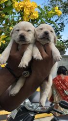 Lab puppies available for adoption