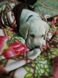 I want sale my doggy labrador age-3month