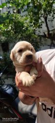 Labrador retriever puppies for sale!!